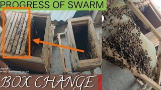 My first swarm of season progress box change /beekeping in bijbehara #apis cerana #swarm