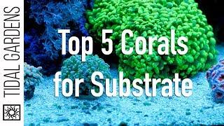 Top 5 Corals for the Substrate