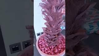 Vibe Cafe, Dubai #dubai #vibes #dubaicafe #dubaivlog #dubailife #smoothie #dubai #travel