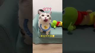 【雪球日记】你听过小熊打呼噜吗？泰裤辣！#金丝熊 #猫