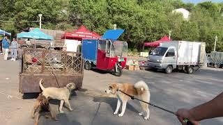 记录中国真实的宠物市场/宠物鸡/宠物鸭/宠物猫，总有些我很多无能为力的事。