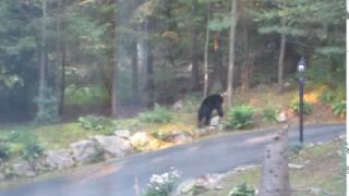 Bear Shortwoods New Fairfield 7/28/16