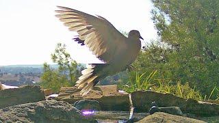 WATER BIRDS PLAY