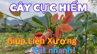 Cây Này Bó Gãy Xương LIỀN XƯƠNG Rất Tuyệt, Các Bác Trồng Được Càng Hay | CTVC