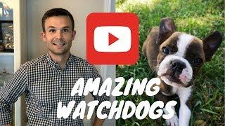 3 Reasons Boston Terriers Make Great Watchdogs!