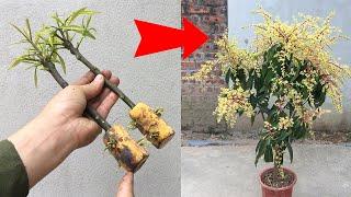 SYNTHESIS OF SUPER UNIQUE TECHNIQUES, propagating mango trees in super simple ways