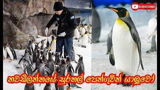 සීතල නවසීලන්තයේ පෙන්ගුවින්|New Zealand Penguin| Kia Ora Ayubowan one of Upcoming Vlog Trailer|#Short