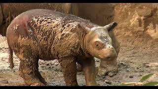 150-Second Stories - Zoo Babies History - Episode 2 - Cincinnati Zoo