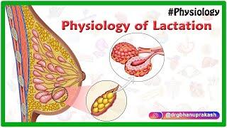 Physiology of Lactation Animation