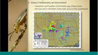 Webinar: Biocontrol and restoration: Effects of saltcedar (Tamarix spp.) management on Virgin River