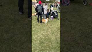 Выставка собак под минском #shortsvideo#минск#belarus#s#shorts#dog#выставка#сабака#беларусь#2024￼