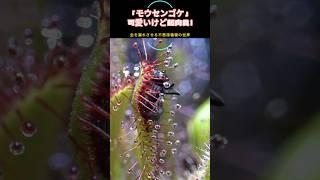 「モウセンゴケ」— 可愛いけど超肉食！虫を溺れさせる不思議植物の世界#4k #食虫植物 #モウセンゴケ #不思議植物 #植物図鑑#食虫系#珍しい植物 #自然の神秘 #植物の世界#かわいいけど怖い