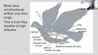 Bird Internal Anatomy