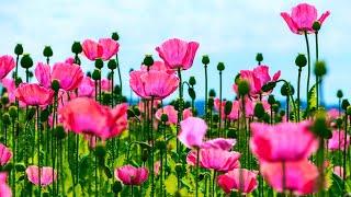 Beautiful Spring Flowers Blooming with Relaxing Music, Peaceful Instrumental Music, Calm Music