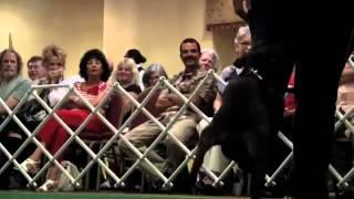 CAMPEONATO DE ENCOXADA DE CACHORROS