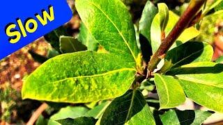 Greek Bay Leaf Tree Plant Growth - Laurus Nobilis Tree (Slow Growing)