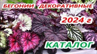 КАТАЛОГ  ДЕКОРАТИВНЫХ БЕГОНИЙ  2024 г