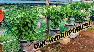 DWC Hydroponics Pepper Plants - Deep Water Culture!