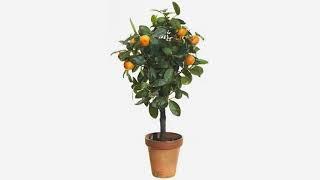 Must See Review! Mandarin Orange Dwarf Seeds Indoors Outdoors Fruit Tree 30pcs