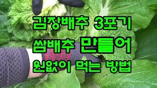 김장배추 3포기로 쌈배추로 키워 원없이 먹는 방법