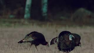 Gorgeous Blue Head | Wild Turkey | Mossy Oak Moments