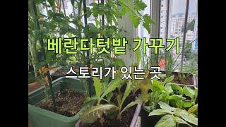 베란다텃밭정원가꾸기 ( 14편 ) # 신개념 초보유튜버 자연인 도시농부 콘텐츠가 있는 힐링공간 # Healing space with super-hold-tuber content