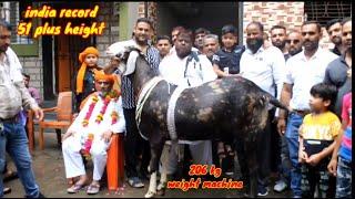 Pehlwan brother lonch India heavy weight goat 206 kg weight machine 51 plus height