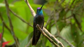 Rivoli's Hummingbird and its Call