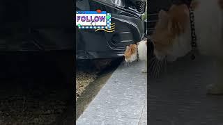 This cat is telling the other cat his story