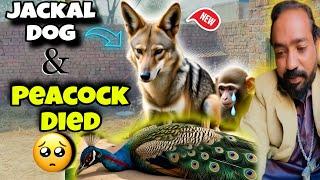 I Got a Jackal Dog for My Mini Zoo! | Saying Goodbye to My Peacock  | Asif Shero Wala | Pet Lover