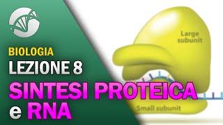 BIOLOGIA - Lezione 8 - Sintesi Proteica e RNA