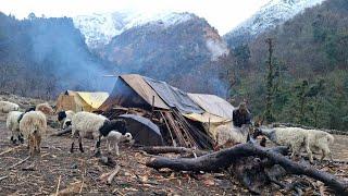 Nomadic Sheep Shepherd Life of Himalayan Nepal । Shepherd Food Cooking । Hardworking Shepherd Life