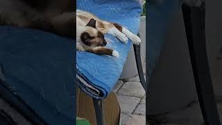 all good stuff #cats #kitty #kettens #catsvsdogs #catsvideo    #catlover #catlovers #cat