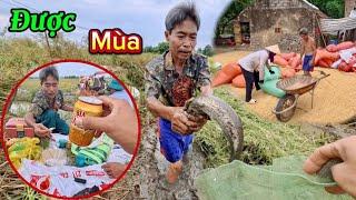 Đi Gặt Ruộng Lúa To Nhất Nhà Bác Thông Bắt Cá Và Ẩm Thực Ngoài Đồng | HUY ANH TV