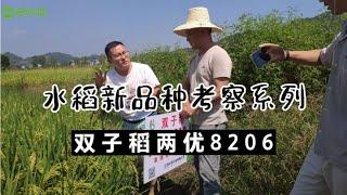 农户因重金属超标问题出现卖粮难，受污染稻田如何安全利用