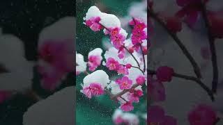 雪中梅花