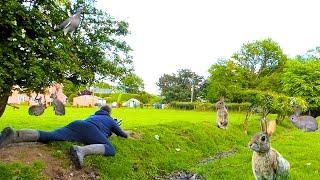 air rifle shooting rabbits