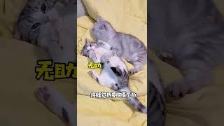 我家猫逐渐适应当妈 #阿咪