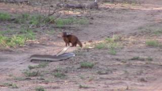 Black mamba vs Dwarf mongoose