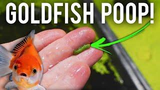 Are Goldfish the BEST Cleaner Fish Ever?