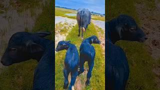 buffalo life in village #viral #youtube #youtubeshorts #shorts