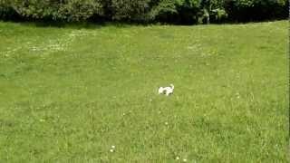 Mia in field 13 weeks old 8th May 2011.mp4