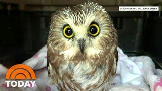 Tiny Owl Rescued From Rockefeller Center Christmas Tree | TODAY