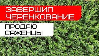 Завершил черенкование | Элитный забор | Продаю саженцы | САДОВЫЕ ДЕЛА