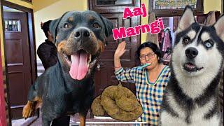 Potty Kardi Ghar Mein| Dog can talk part 159 || Roxy Cheeni || Siberian Husky || Review reloaded