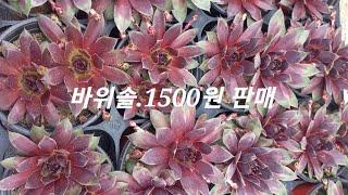 1500원 입니다 최저가판매