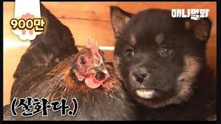 모자 사이라는데 닮은 거라곤 털 색깔뿐인 거 실화냐 l Puppies' Mom Is A Chicken?!