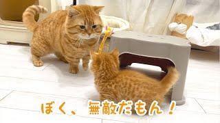 子猫のぽちゃくんと茶々パパの優しい戦い