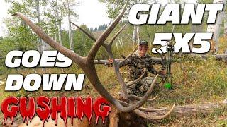 Big Bull Elk in the peak of the HEAT! Giant 5x5 bull goes down!