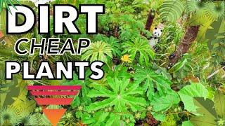 U.K. Tropical Garden Ideas & Inspiration with Dirt Cheap Plants